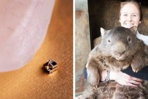 18 объектов и живых существ, реальные размеры которых мы явно недооцениваем