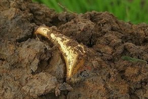 Любитель-кладоискатель откопал кольцо за $15 000