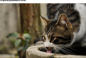 Факты о кошках