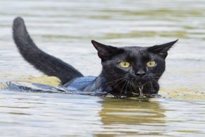 Кот, который совершенно не боится воды