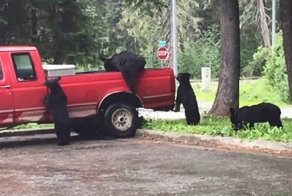 Медведи-грабители разграбили пикап на Аляске