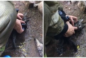 Российские пожарные спасли из огня четырех котиков: видео
