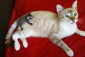 Добродушный кот, которого подобрали на улице, вырос и повторил поступок своих хозяев