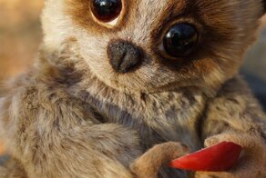 Цена популярности