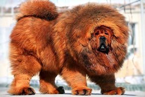 Мощь тибетских мастфов