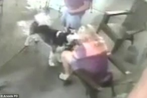 Видео: хаски напал на потенциальную хозяйку во время знакомства и укусил ее в лицо