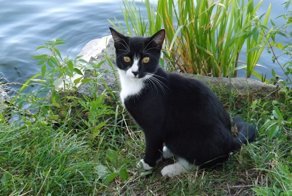 Рыбная мафия