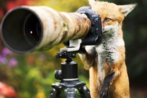 Фотограф и лис поменялись местами перед объективом
