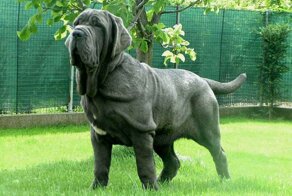 Собаки мастино наполетано