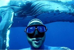 Австралийскому дайверу удалось поплавать с горбатым китом