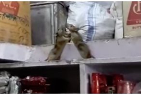 Крысы не поделили подсобку в индийском магазине
