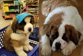 20 фотографий собак, владельцы которых задокументировали их превращение из щенков во взрослых псов