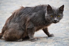 Очень колоритные уличные коты