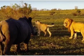 Львы выбрали не лучшее время для плотских утех