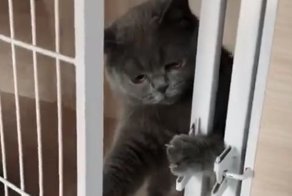 Свобода была так близка! Неудачный побег кота из клетки