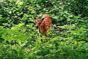 Нетипичный рацион: в приморском заповеднике олени стали есть кости