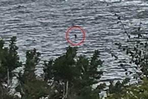 Возвращение лох-несского чудовища: очевидцам удалось увидеть легендарного монстра дважды за день