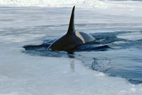 Страшнее и умнее акулы: самое опасное существо океана