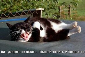 Подражая котоматрице