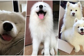 25 неопровержимых доказательств того, что самоеды — самые милые создания на свете