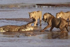 Львы против крокодила в кенийском заповеднике