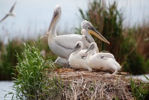 Редкие виды птиц Аграханского заказника