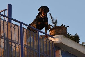 Таджики спасли девочку в Подмосковье