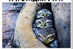 Забавные комментарии из социальных сетей