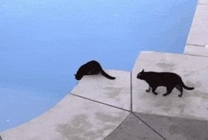 15 котов, которые ведут себя как последние сволочи