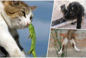 25 котиков, у которых серьёзные проблемы