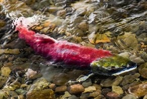 Красница возвращается домой