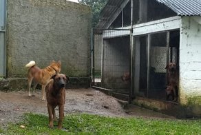 Собаки загрызли женщину, которая пришла их накормить