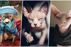 25 фотографий суровых сфинксов, которые похожи на демонических тварей