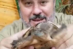 Необычная черепаха с двумя головами