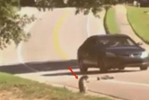 Подружку енота сбила машина, и он просто убит горем