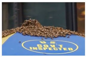 Неправильные пчелы. Огромный рой насекомых облепил палатку с хот-догами в Нью-Йорке: видео