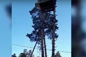 Пенсионер строит дом на соседских соснах и ждет в гости Путина