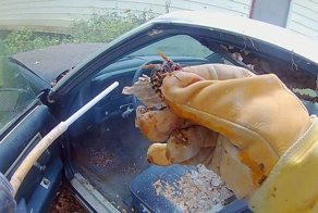 Шершни построили огромное гнездо в салоне автомобиля