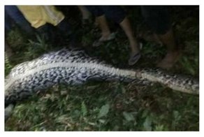 Ушел и не вернулся: пропавшего парня из Индонезии нашли в желудке питона