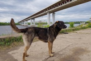 Очень колоритные уличные пёсели