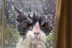 Смешные коты