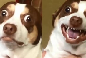 Собака с мордой убийцы стала новым мемом