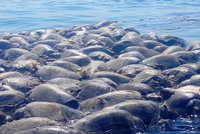 Около 300 морских черепах, находящихся под угрозой исчезновения, погибли в рыболовных сетях