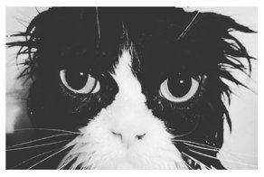 15 вымытых котиков, которые непременно отомстят своим хозяевам