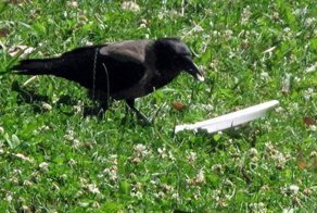 Когда птицы умнее людей