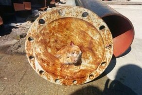 Спасение застрявшего кота