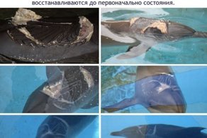 Факты о дельфинах
