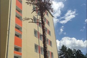 Скульптура из сухого дерева
