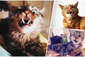 30+ умилительных фотографий чихающих котиков