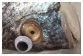 Министерство торговли Кувейта закрыло магазин, где тухлой рыбе приделывали игрушечные глаза